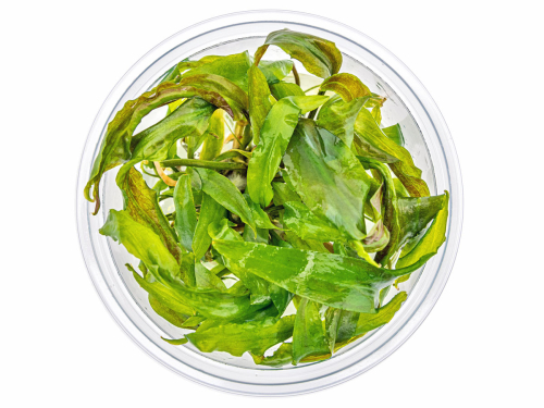 Usteris Wasserkelch - Cryptocoryne usteriana in vitro